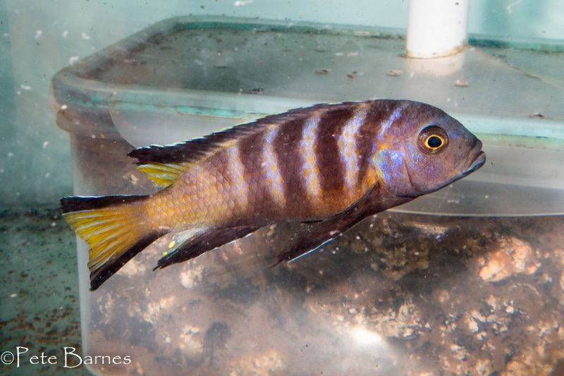 Maylandia melissa 'Chirwa Island'